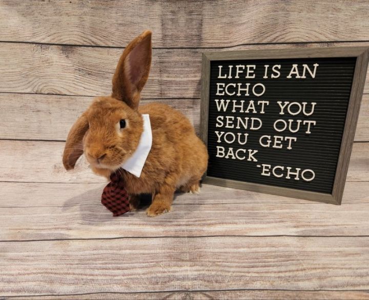 Echo, an adoptable Bunny Rabbit in Columbus, OH_image-1