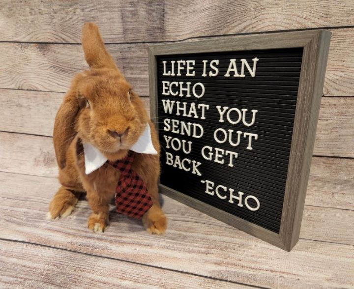 Echo 2