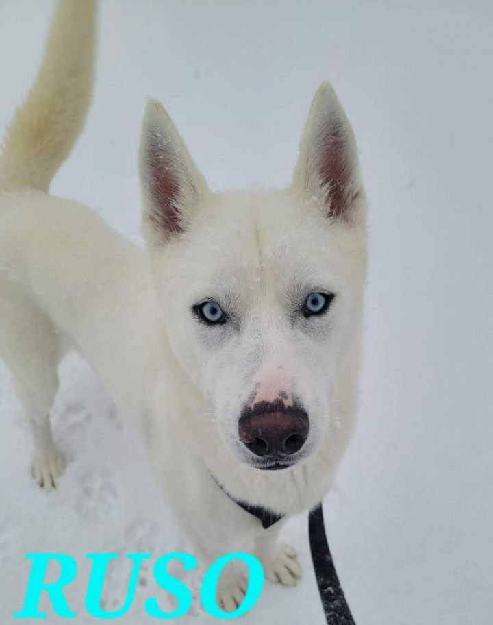 AC Ruso, an adoptable Husky in Fremont, NE_image-2