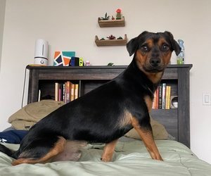 hudson valley craigslist pets for sale