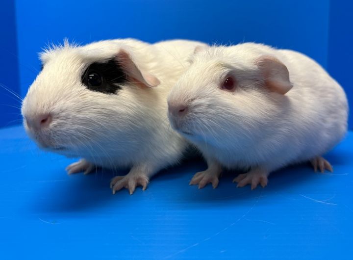 Rosewood / Carmine, an adoptable Guinea Pig in Lewisville, TX_image-1