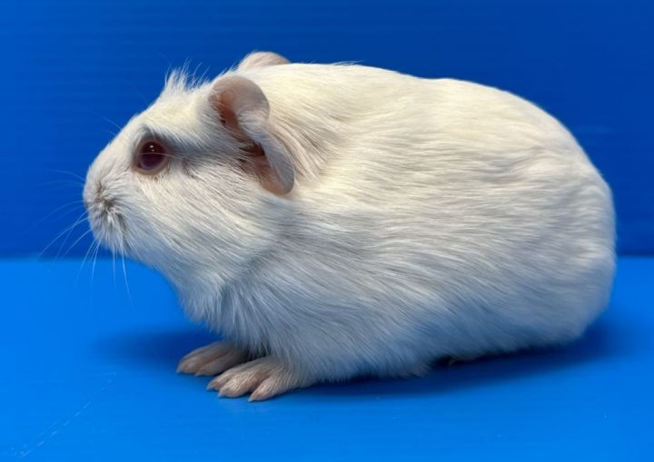 Rosewood / Carmine, an adoptable Guinea Pig in Lewisville, TX_image-3
