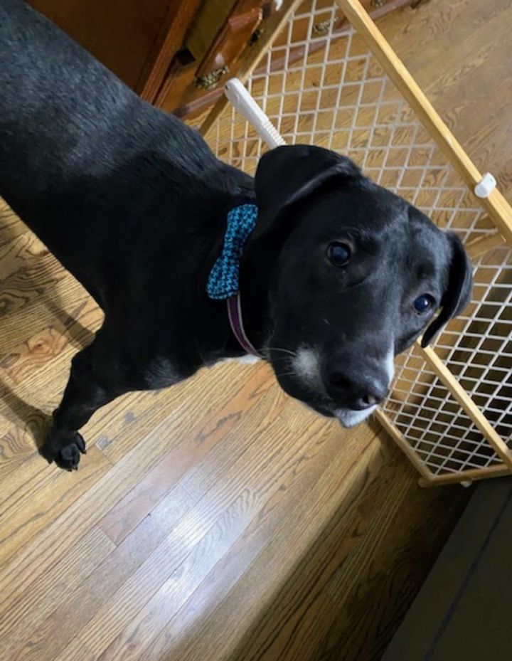Bo, an adoptable Black Labrador Retriever Mix in Mount Laurel, NJ_image-3
