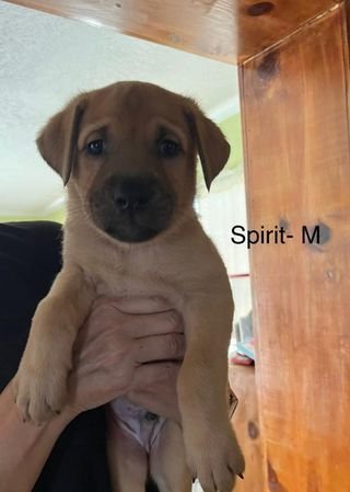 Stella Pup Spirit