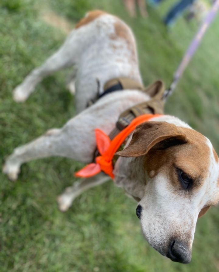 Miranda, an adoptable Hound Mix in South Plainfield, NJ_image-3