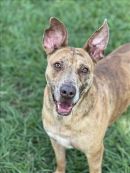 GINGER's profile on Petfinder.com