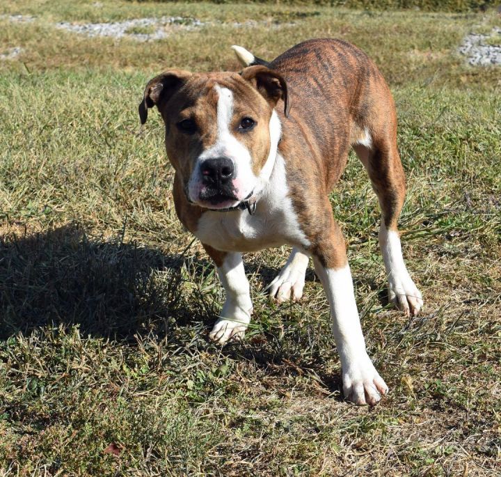 Brutus, an adoptable Boxer Mix in Marion, KY_image-1