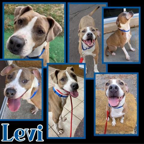 LEVI, an adoptable Pit Bull Terrier Mix in El Dorado, KS_image-1