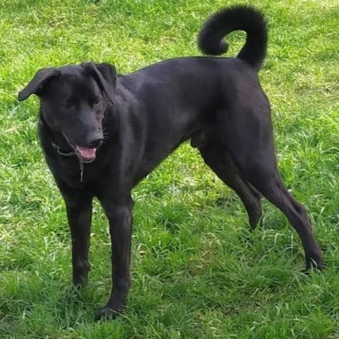 Snicks, an adoptable Black Labrador Retriever Mix in Wimberley, TX_image-1
