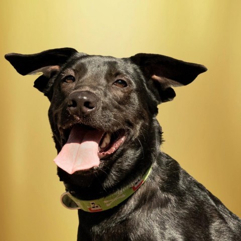 Snicks, an adoptable Black Labrador Retriever Mix in Wimberley, TX_image-2