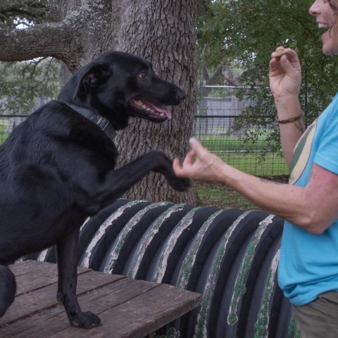 Snicks, an adoptable Black Labrador Retriever Mix in Wimberley, TX_image-4