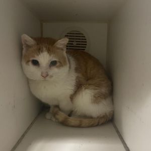 Meet Howard thats me I am a pretty cute grumpy-faced kitty who came from the