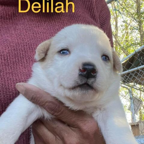 Delilah 4_7