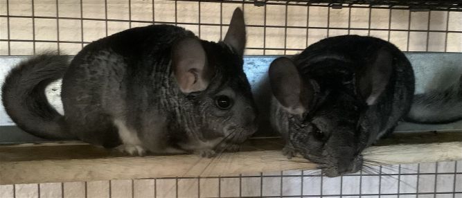 Chinchilla shelter store