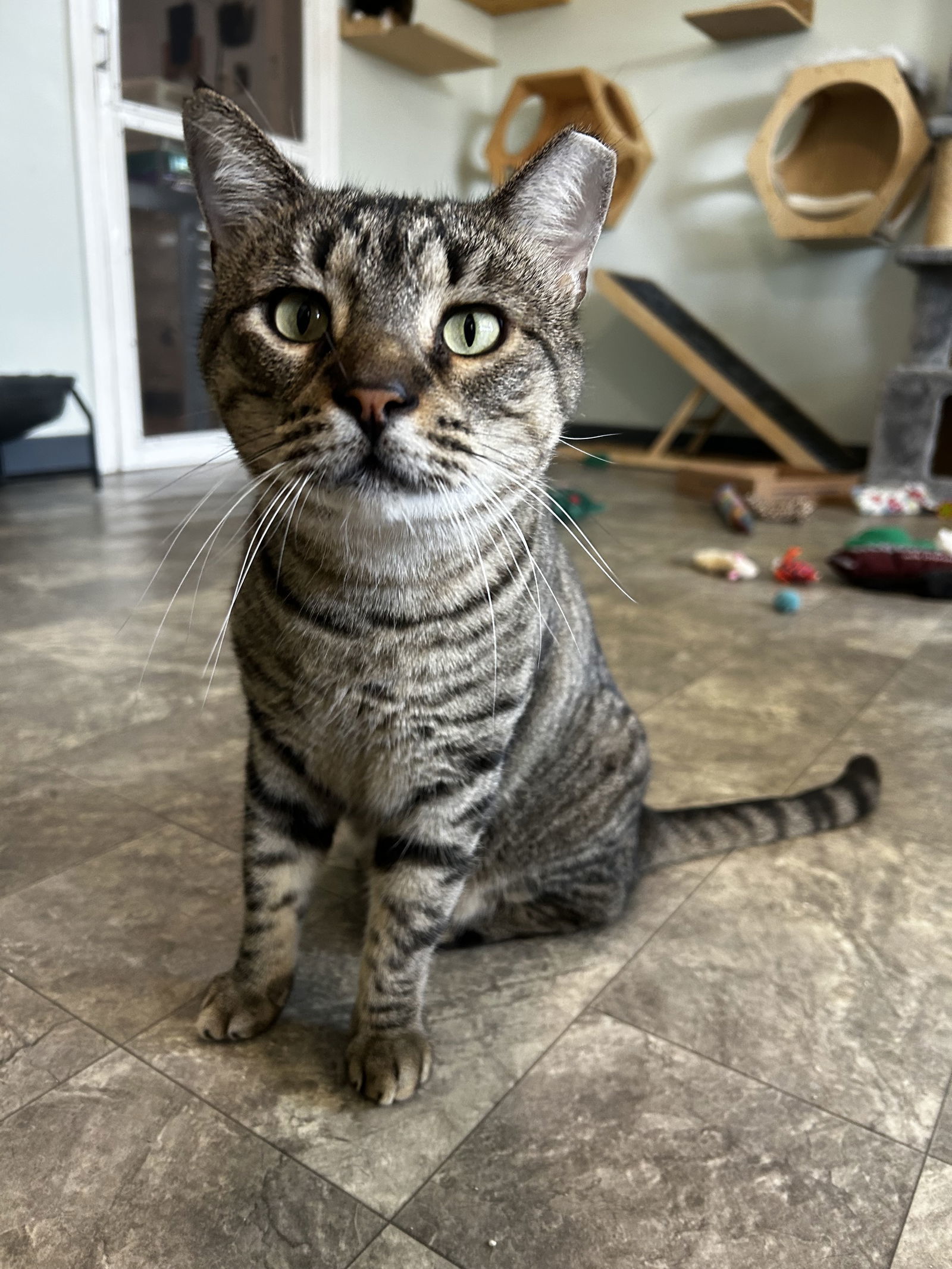 Tomahawk, an adoptable Domestic Short Hair, Bengal in Ocala, FL, 34482 | Photo Image 1