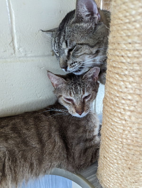 Tomahawk, an adoptable Domestic Short Hair, Bengal in Ocala, FL, 34482 | Photo Image 3