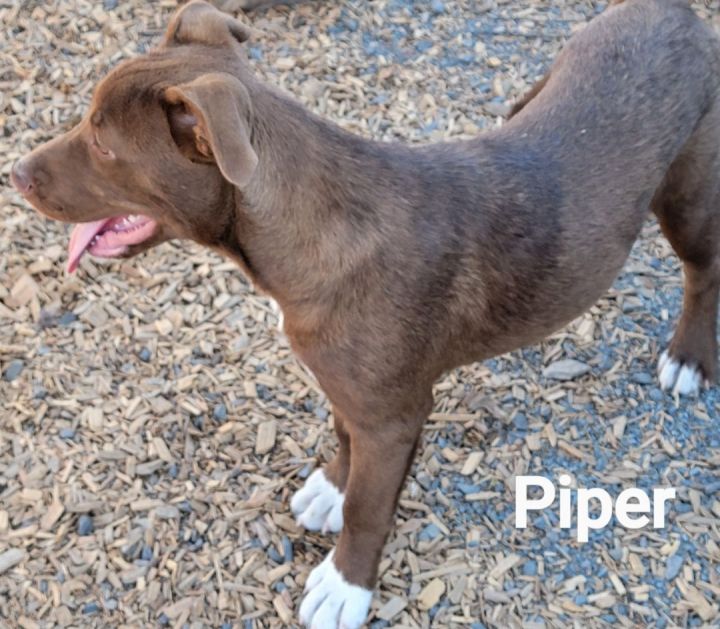 Piper, an adoptable American Staffordshire Terrier Mix in Madras, OR_image-3