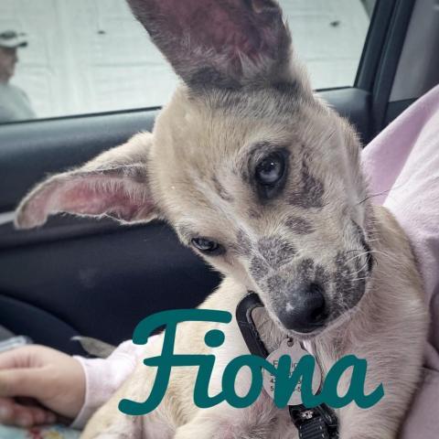 Fiona