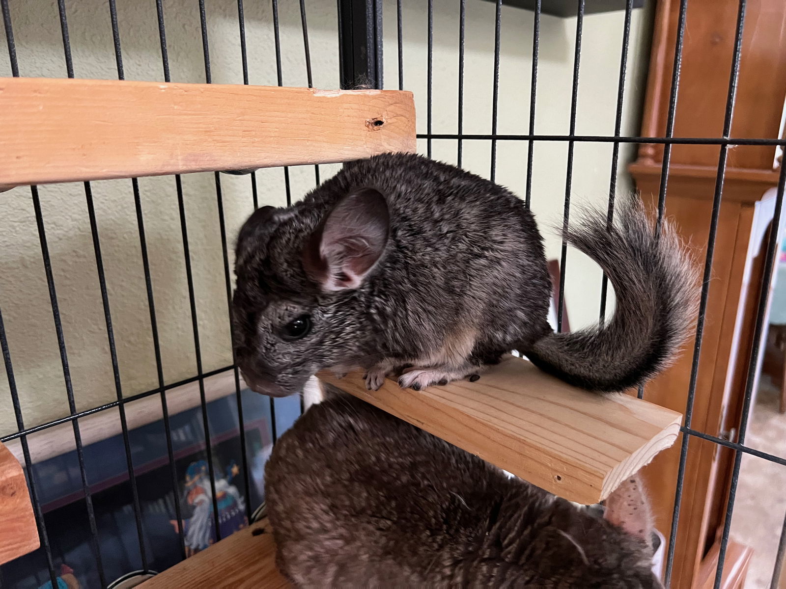 Petfinder chinchilla hot sale