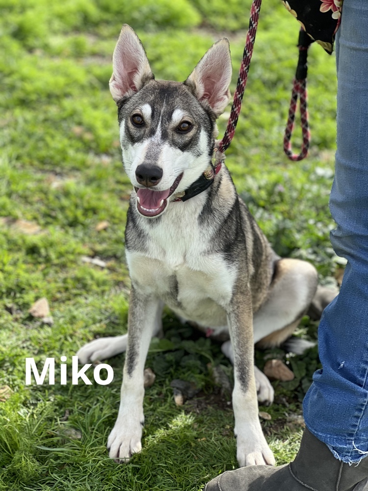 Miko