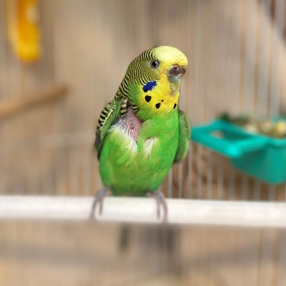 Pickles, an adoptable Parakeet (Other) in Laguna Beach, CA_image-2