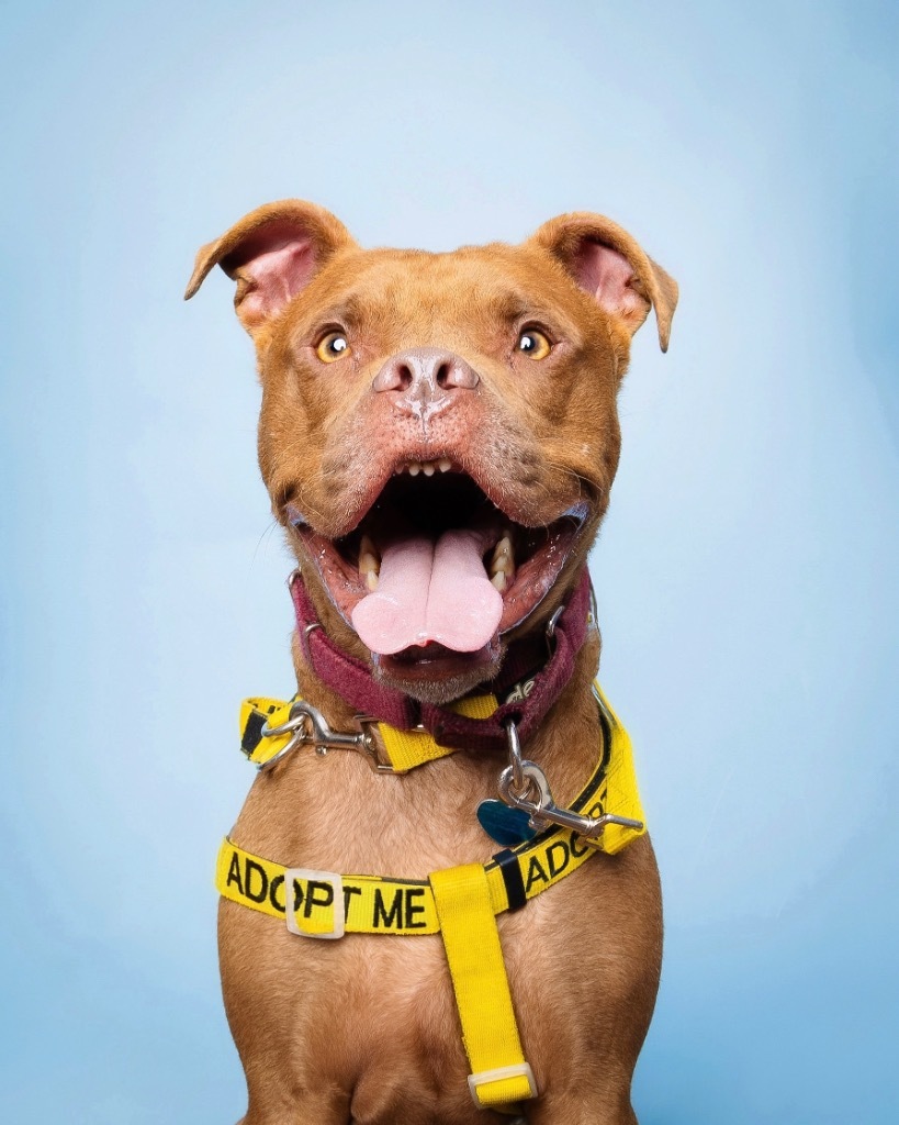 Peter Pan, an adoptable Chesapeake Bay Retriever, Terrier in Fort Lauderdale, FL, 33304 | Photo Image 1