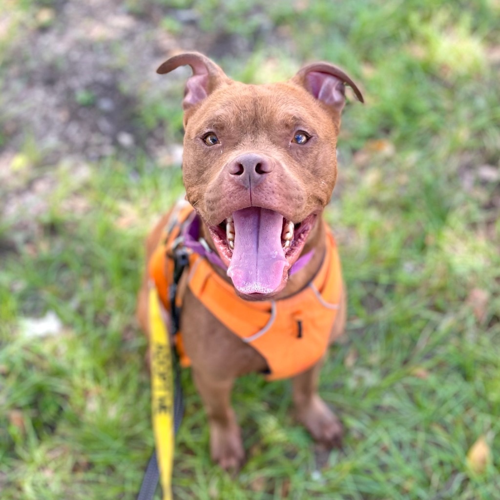 Peter Pan, an adoptable Chesapeake Bay Retriever, Terrier in Fort Lauderdale, FL, 33304 | Photo Image 2