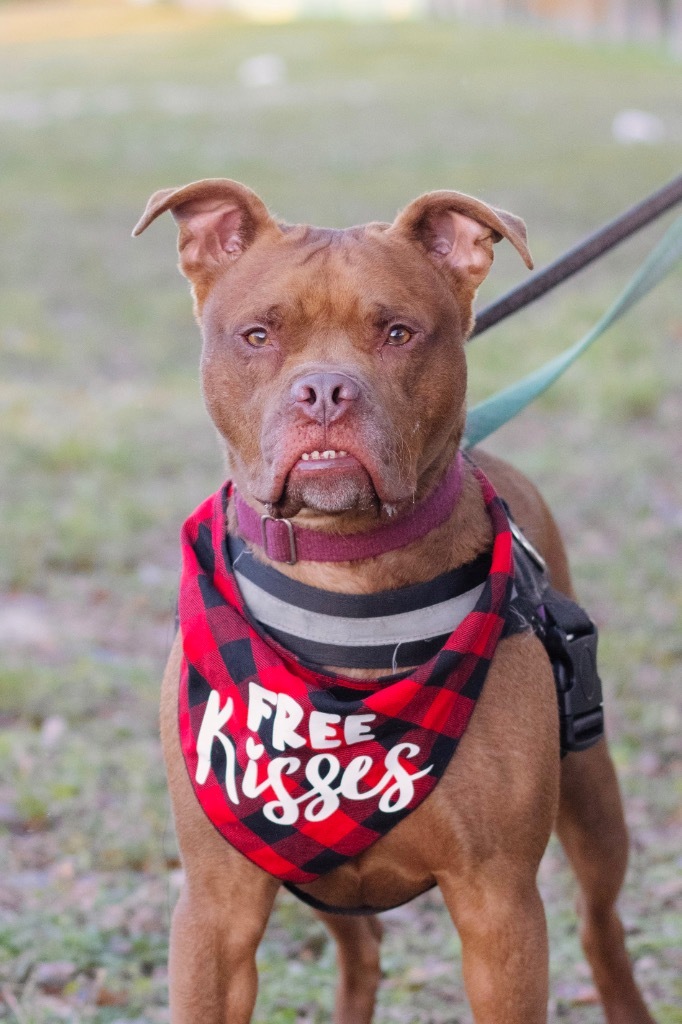Peter Pan, an adoptable Chesapeake Bay Retriever, Terrier in Fort Lauderdale, FL, 33304 | Photo Image 3