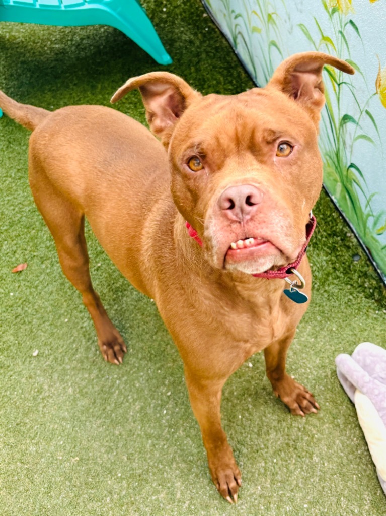 Peter Pan, an adoptable Chesapeake Bay Retriever, Terrier in Fort Lauderdale, FL, 33304 | Photo Image 5