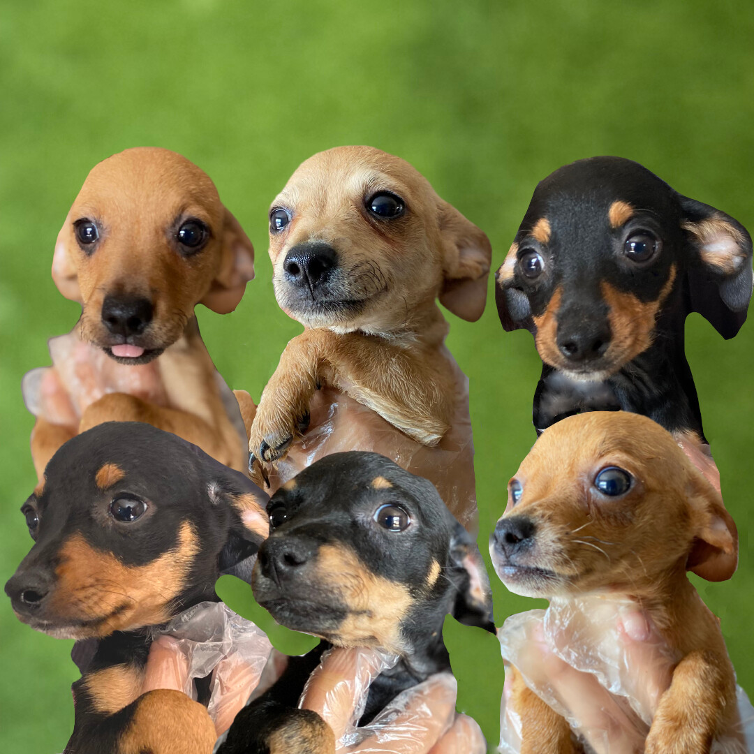 The Cacahuate Puppies