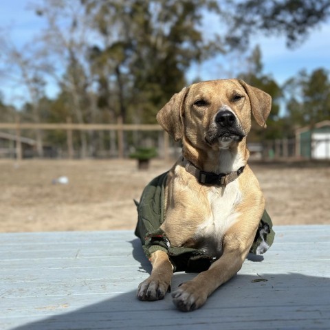 Wyatt, an adoptable Black Mouth Cur in Freeport, FL, 32439 | Photo Image 1