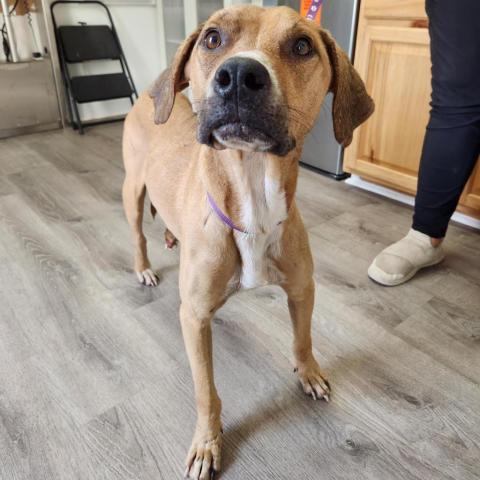 Wyatt, an adoptable Black Mouth Cur in Freeport, FL, 32439 | Photo Image 2