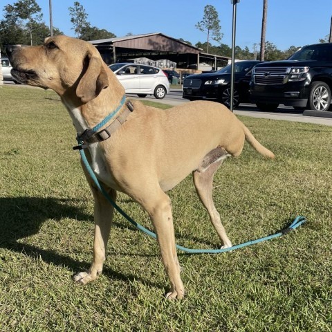 Wyatt, an adoptable Black Mouth Cur in Freeport, FL, 32439 | Photo Image 3