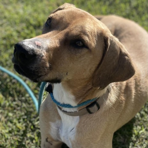 Wyatt, an adoptable Black Mouth Cur in Freeport, FL, 32439 | Photo Image 4
