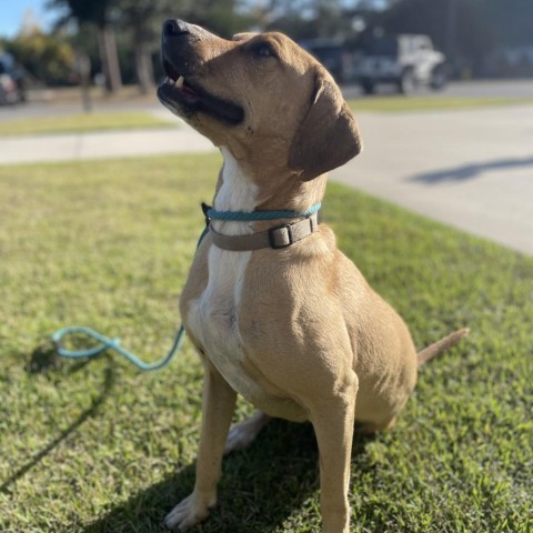 Wyatt, an adoptable Black Mouth Cur in Freeport, FL, 32439 | Photo Image 5