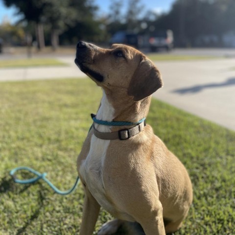 Wyatt, an adoptable Black Mouth Cur in Freeport, FL, 32439 | Photo Image 6