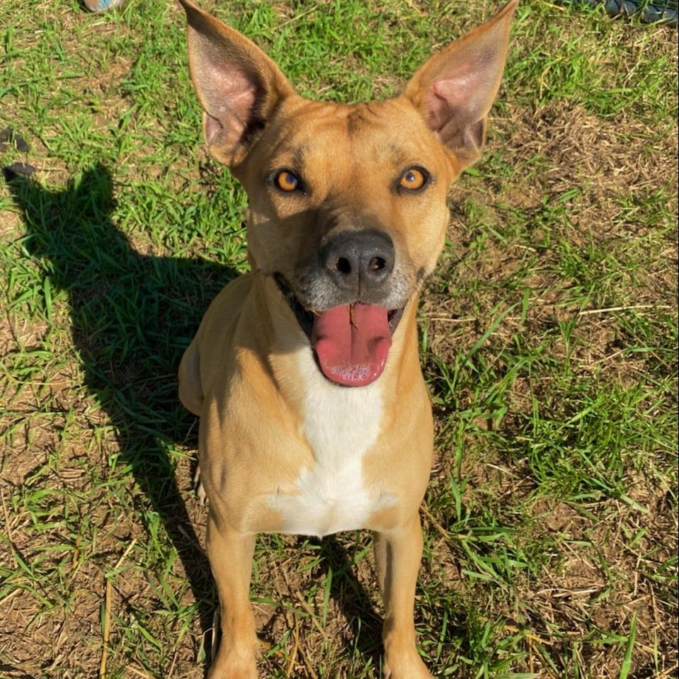 Champ, an adoptable Carolina Dog, Terrier in Reddick, FL, 32686 | Photo Image 4