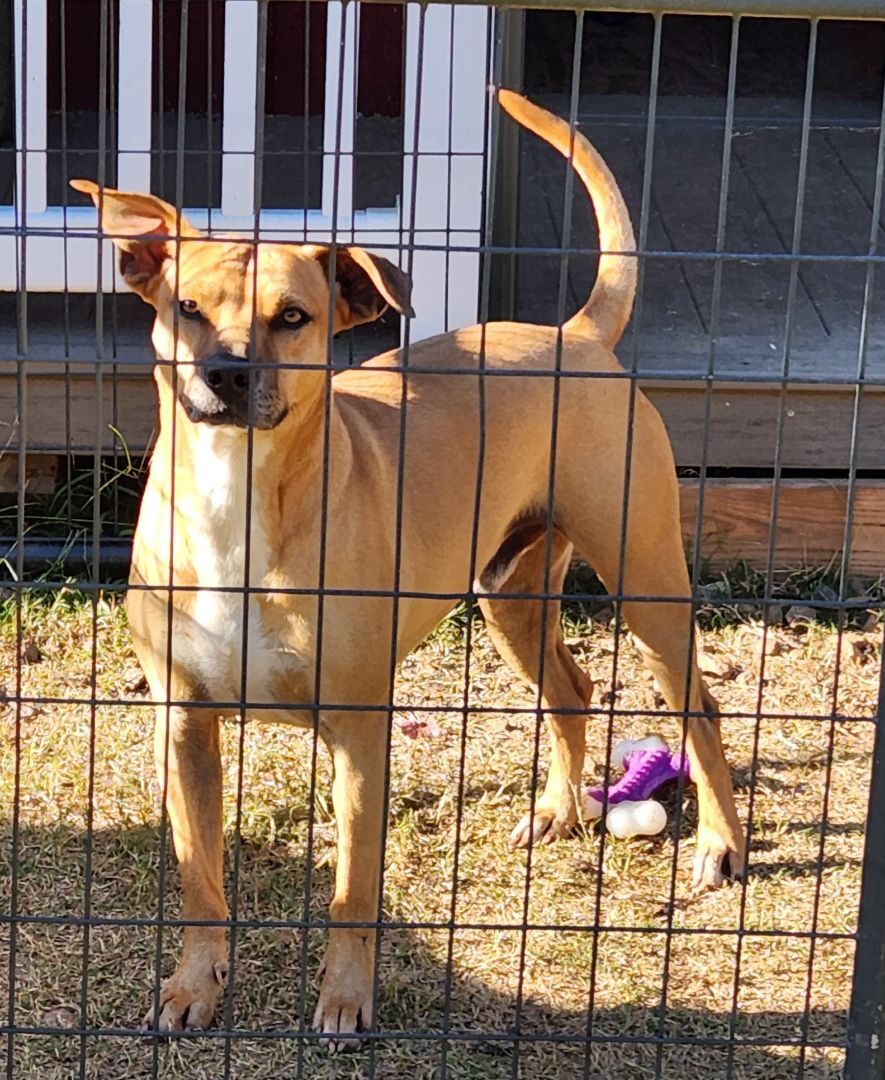 Champ, an adoptable Carolina Dog, Terrier in Reddick, FL, 32686 | Photo Image 5