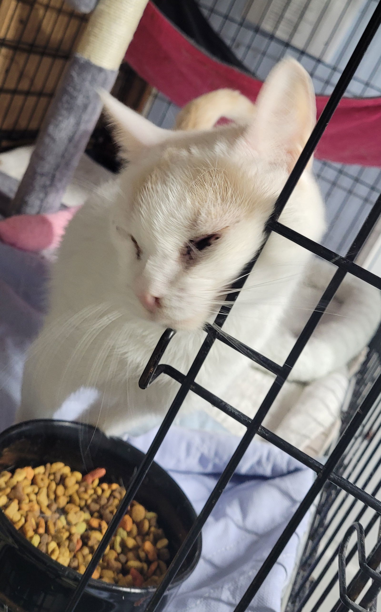 Prince, an adoptable Turkish Van, Turkish Angora in Stover, MO, 65078 | Photo Image 1