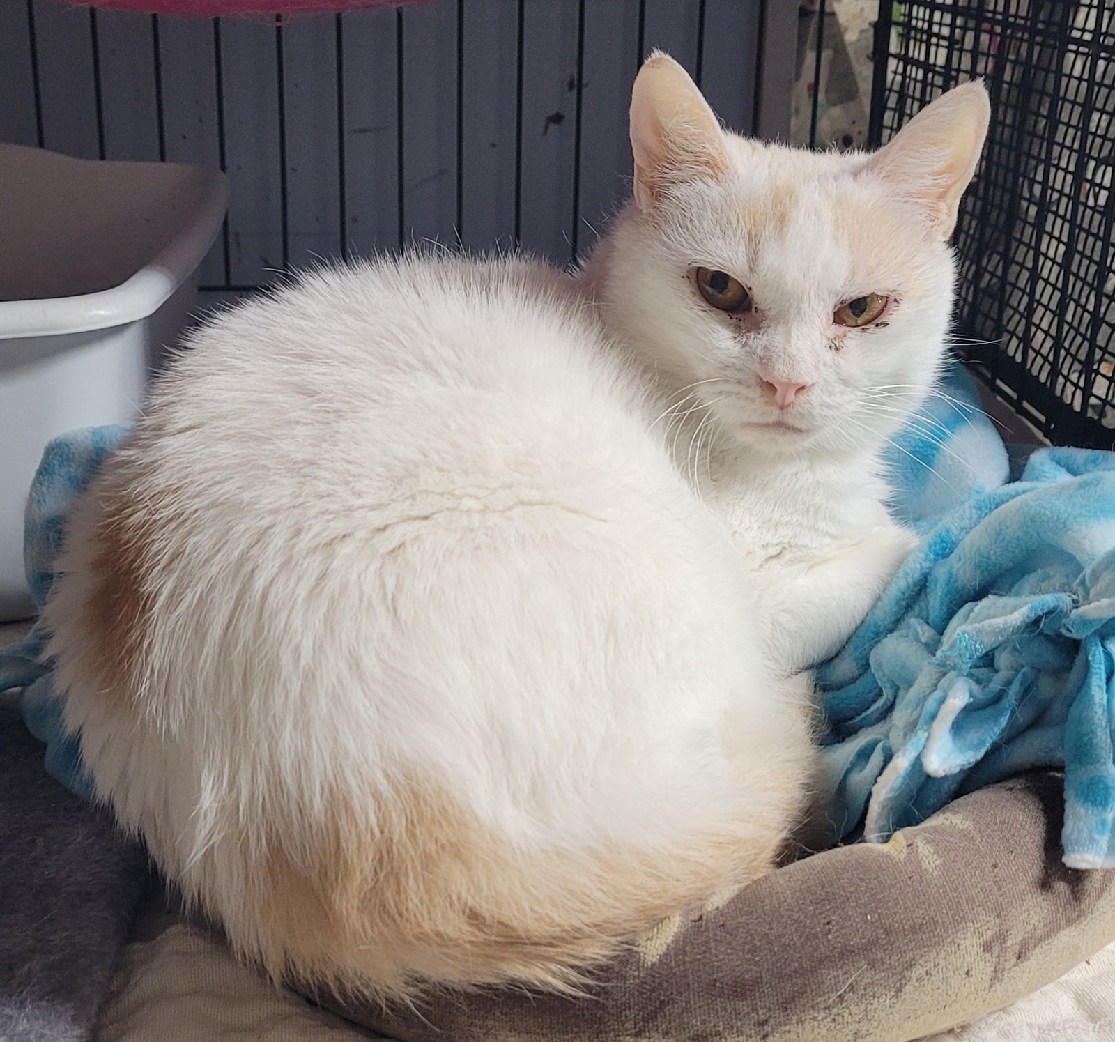 Prince, an adoptable Turkish Van, Domestic Short Hair in Stover, MO, 65078 | Photo Image 2