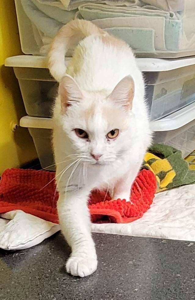 Prince, an adoptable Turkish Van, Turkish Angora in Stover, MO, 65078 | Photo Image 3