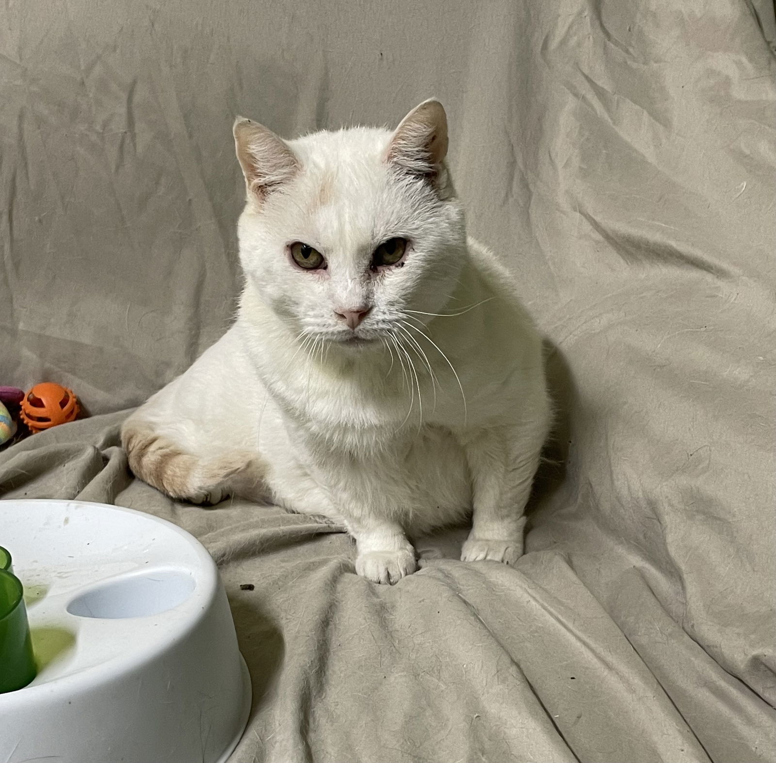 Murphy, an adoptable Turkish Van, Domestic Short Hair in Stover, MO, 65078 | Photo Image 1