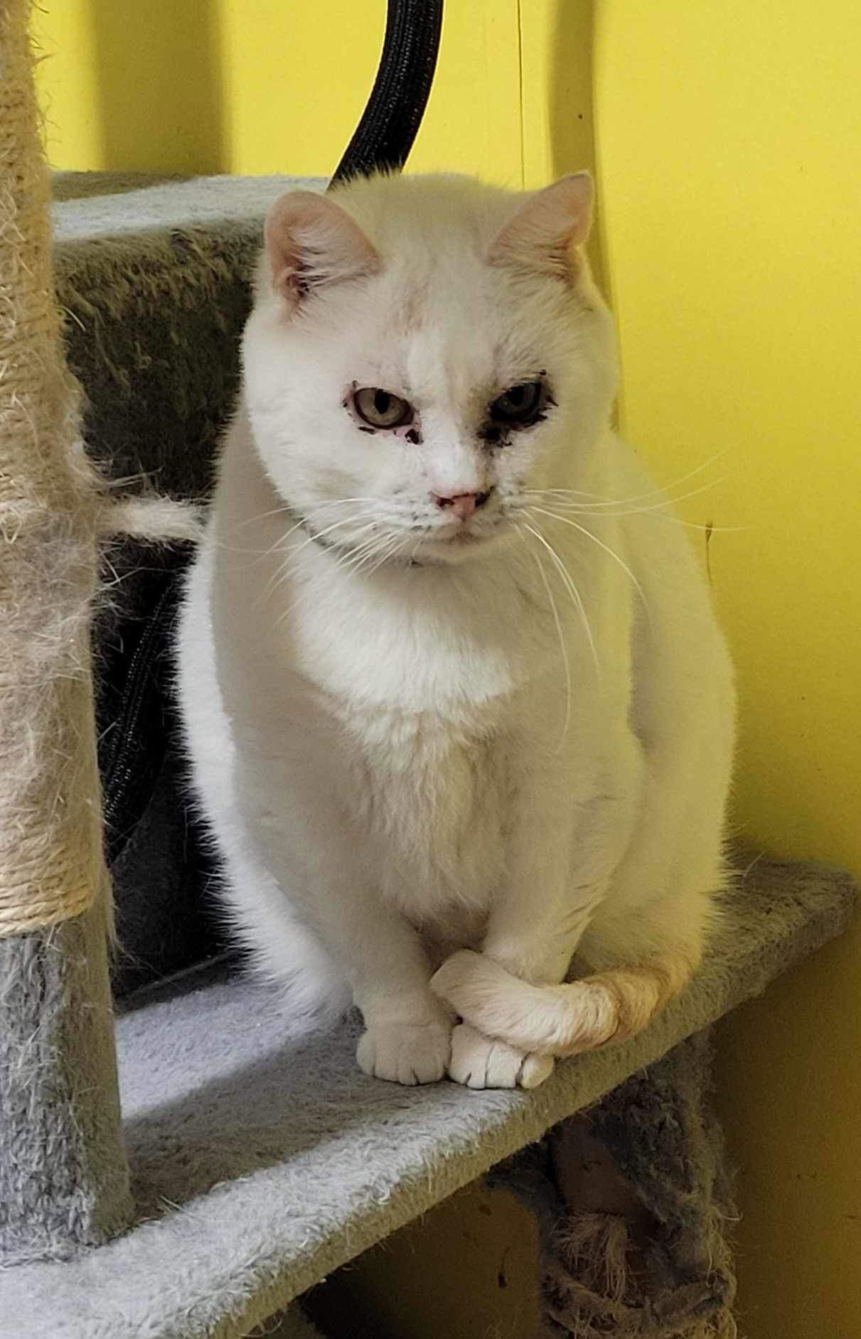 Murphy, an adoptable Turkish Van, Domestic Short Hair in Stover, MO, 65078 | Photo Image 2