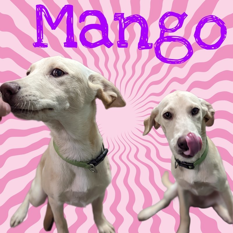 Mango