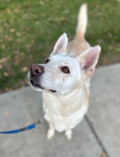 Della, an adoptable German Shepherd Dog in Seattle, WA, 98117 | Photo Image 2
