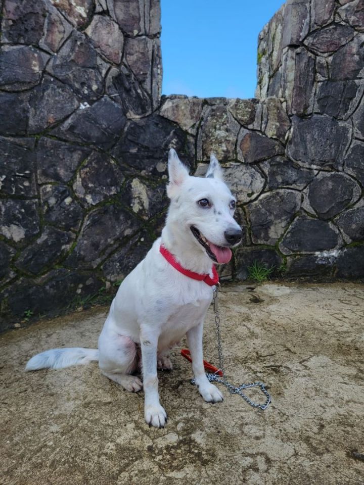Miley, an adoptable West Highland White Terrier / Westie Mix in Loiza, PR_image-3