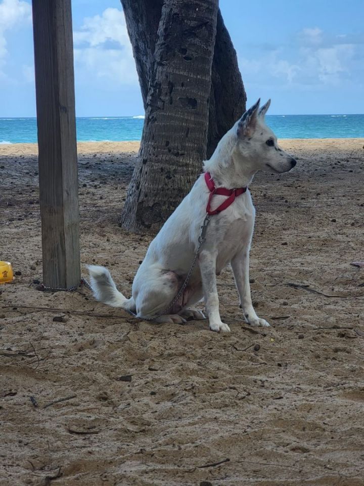 Miley, an adoptable West Highland White Terrier / Westie Mix in Loiza, PR_image-4
