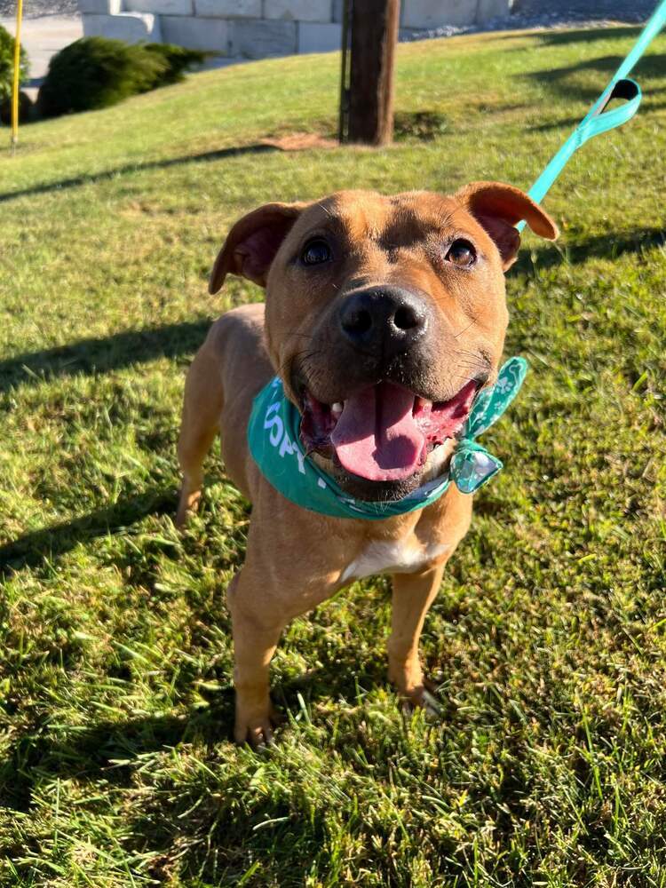 Thumper, an adoptable American Staffordshire Terrier in Rock Island, TN, 38581 | Photo Image 1