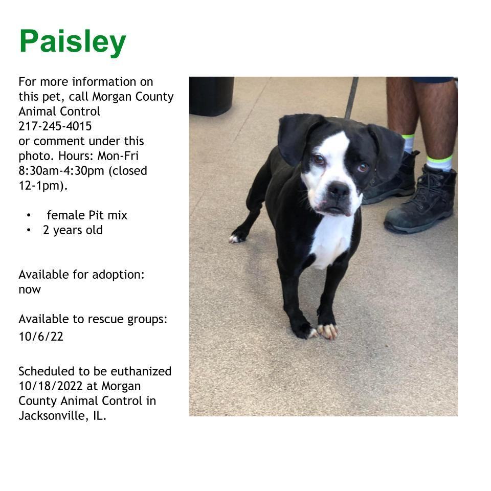 Paisley