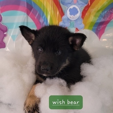 Wish Bear (CareBear Pups)